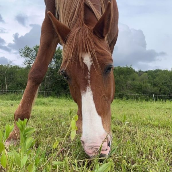 Nelson, le cheval – Image 2